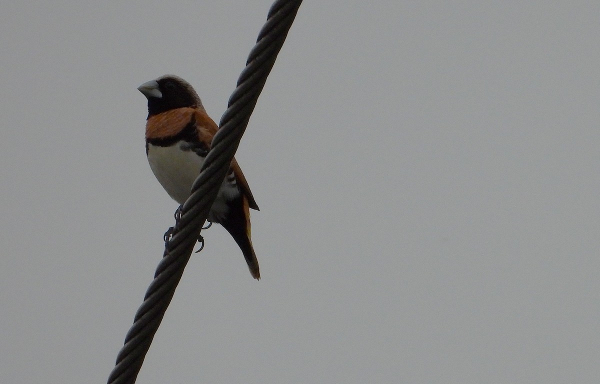 Мунія каштанововола - ML646139496