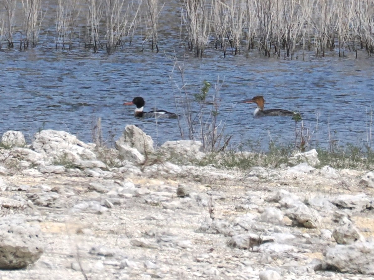 Крех середній - ML646139497