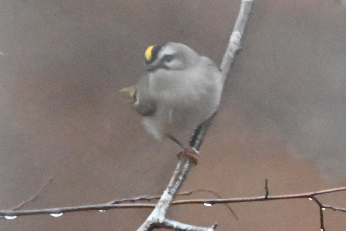 Золотомушка світлоброва - ML646139498