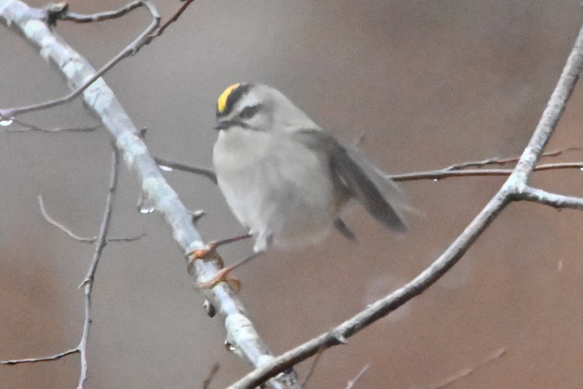 Золотомушка світлоброва - ML646139499