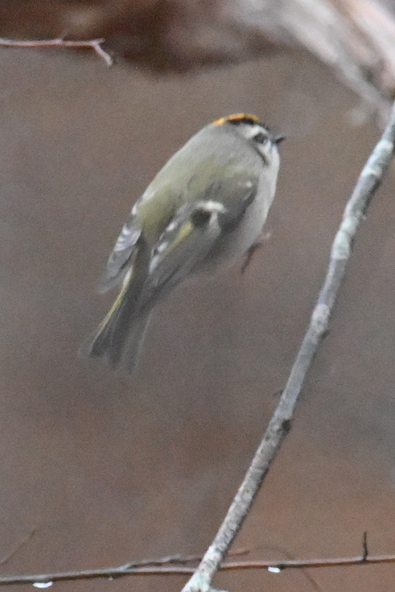 Золотомушка світлоброва - ML646139500