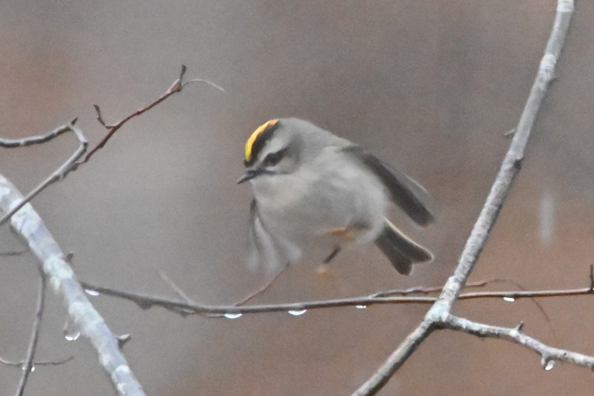 Золотомушка світлоброва - ML646139501