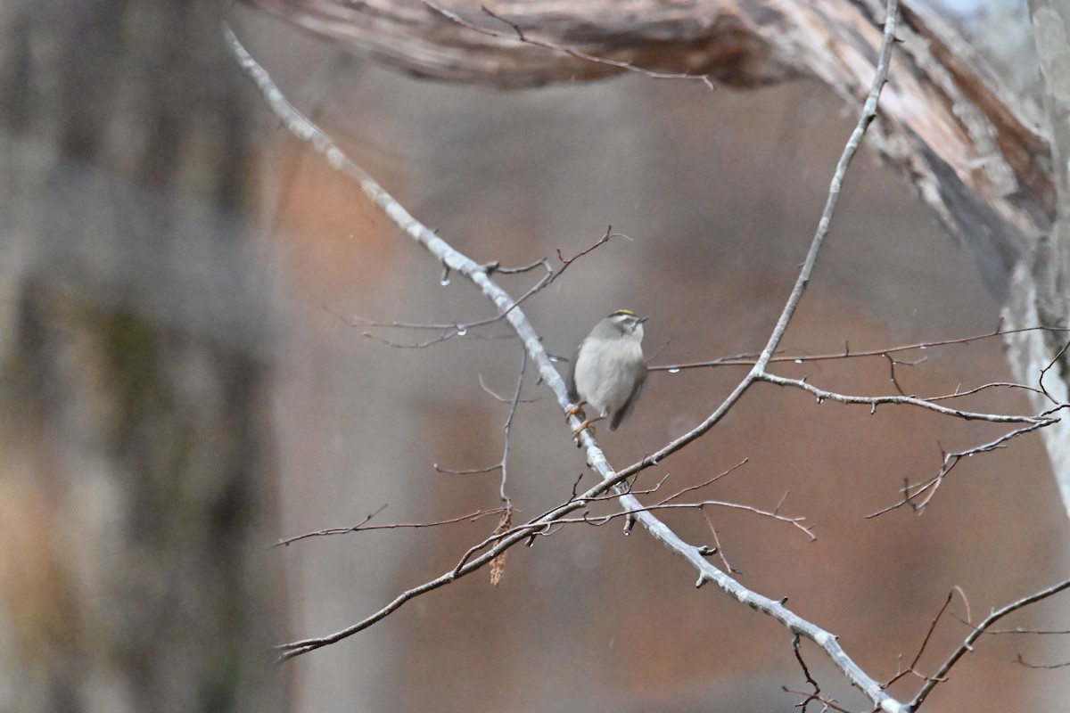 Золотомушка світлоброва - ML646139502