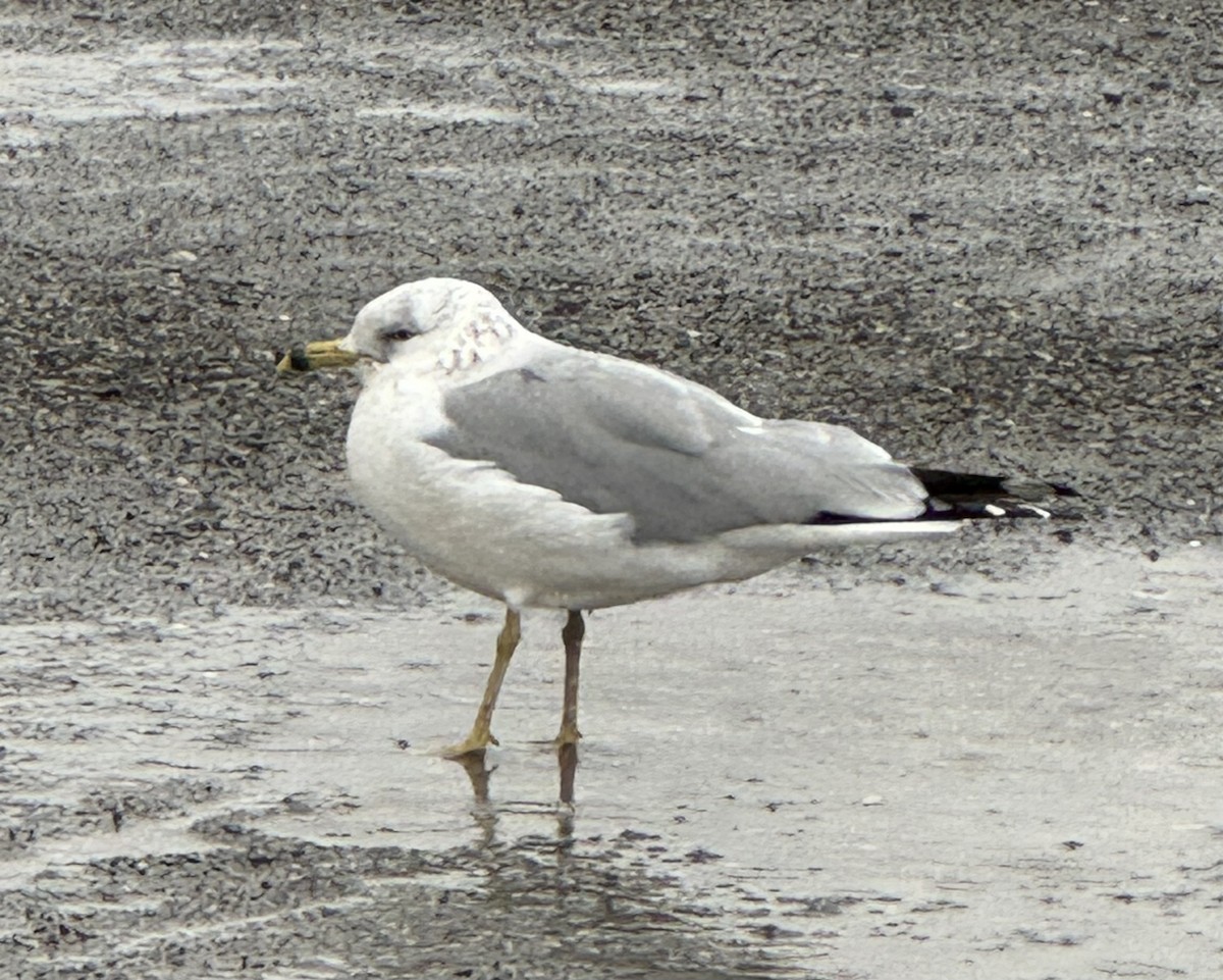 Мартин делаверський - ML646139503