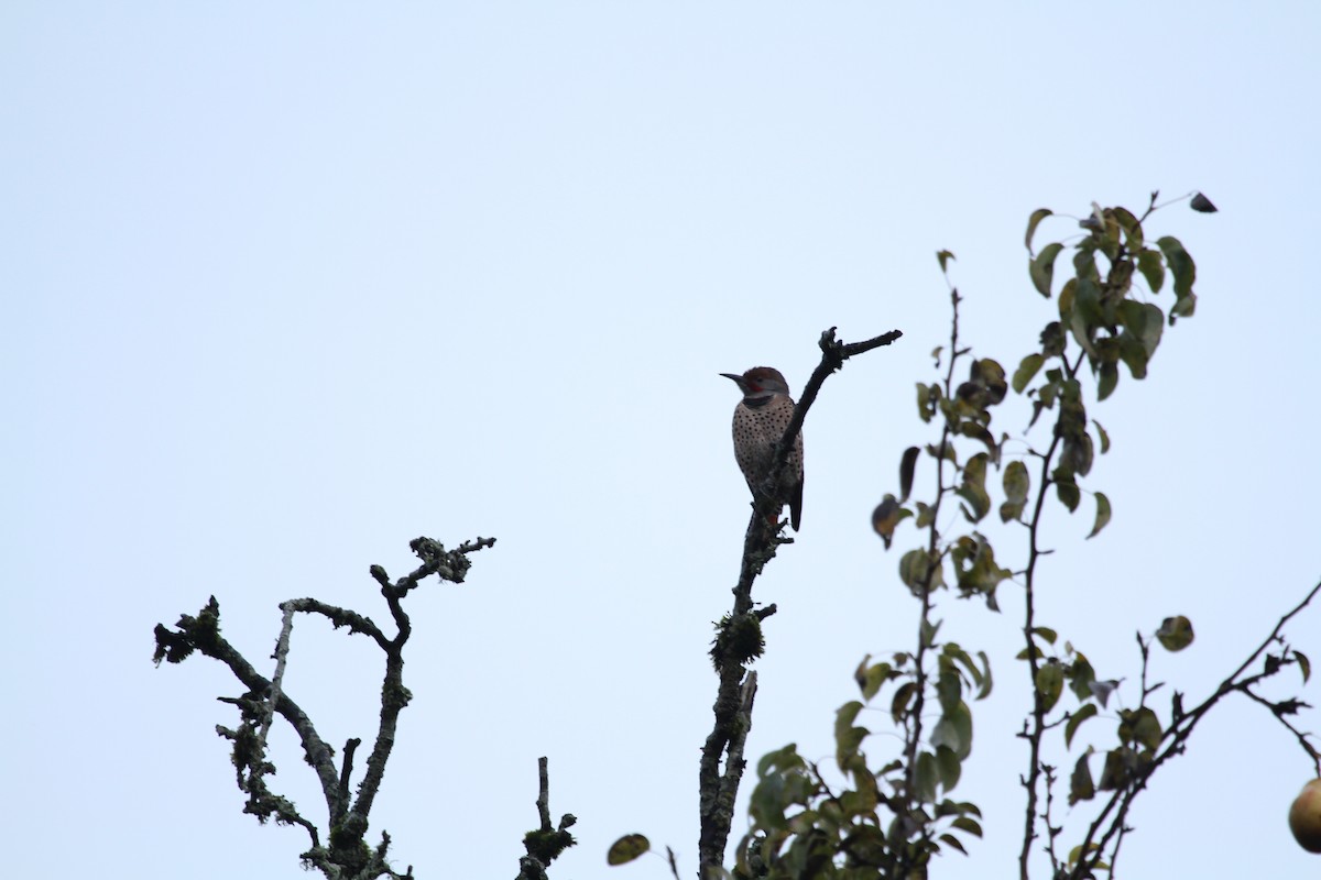 Декол золотистий - ML646139504