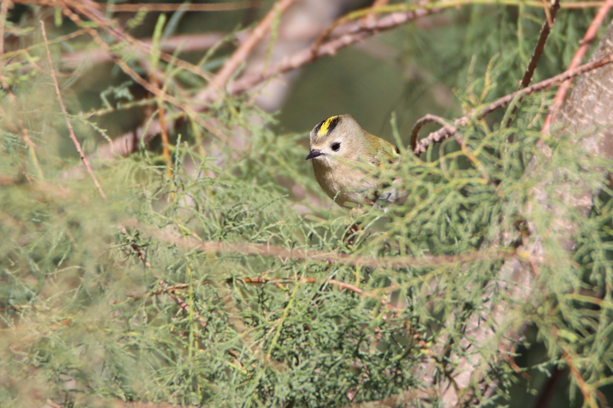 králíček obecný - ML646139505