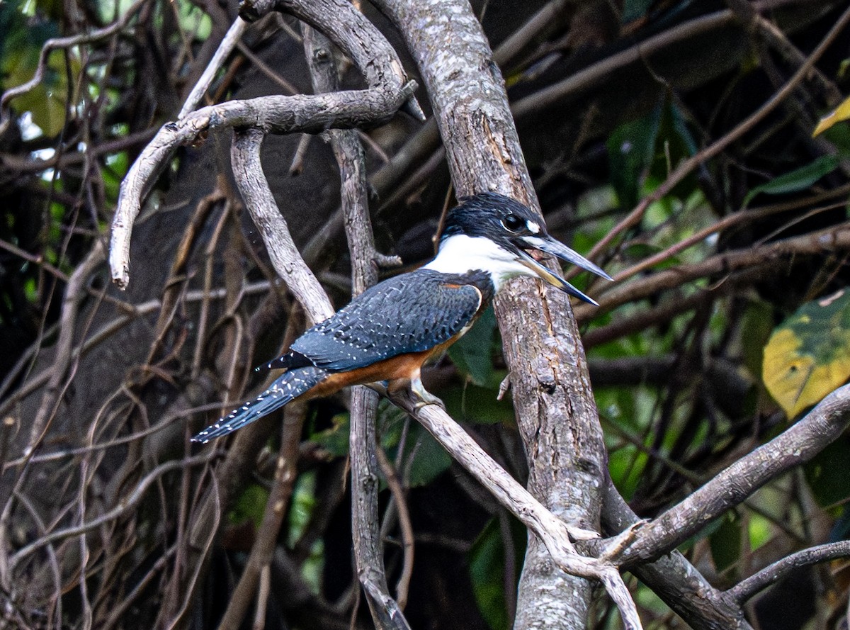 Рибалочка-чубань неотропічний - ML646139506