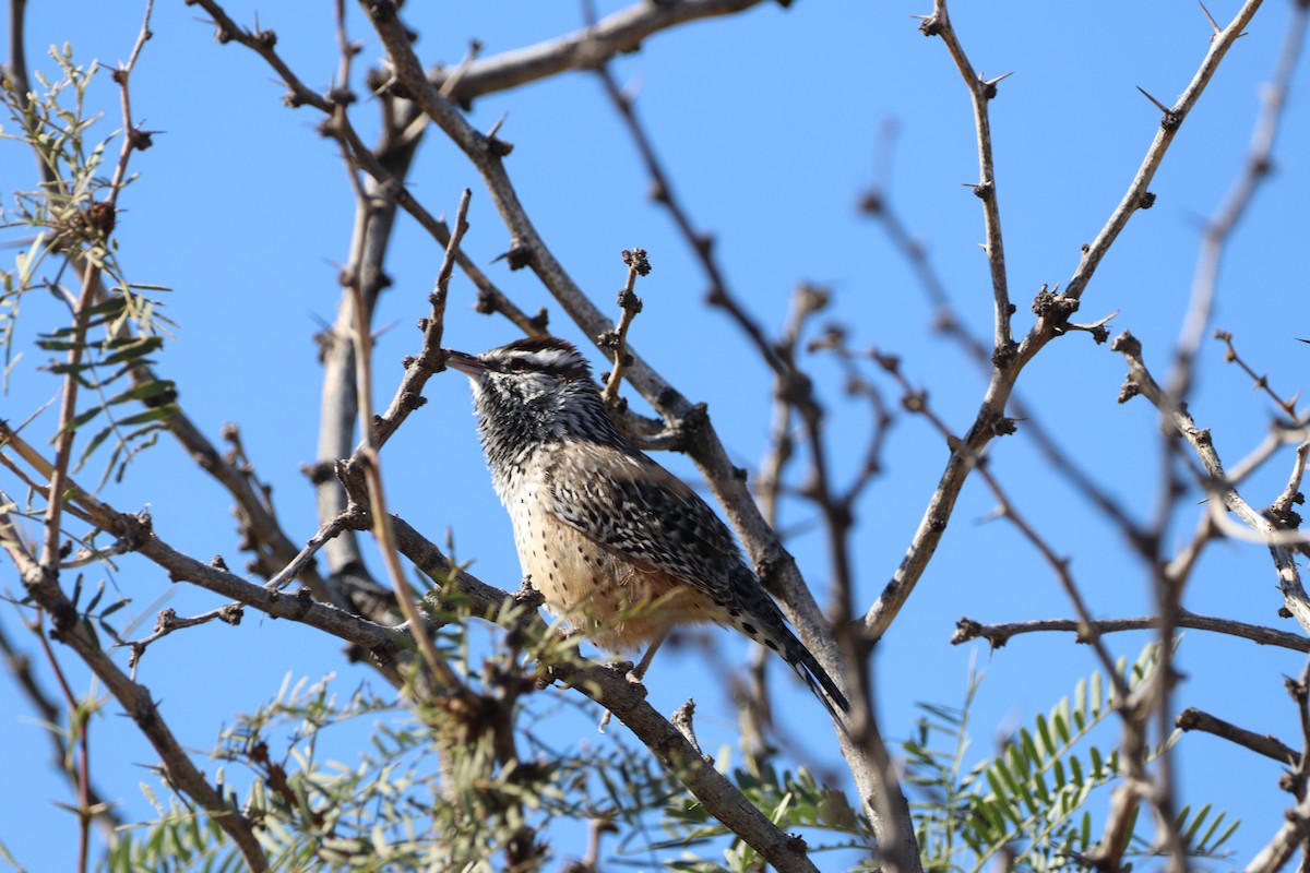 Різжак кактусовий - ML646139507