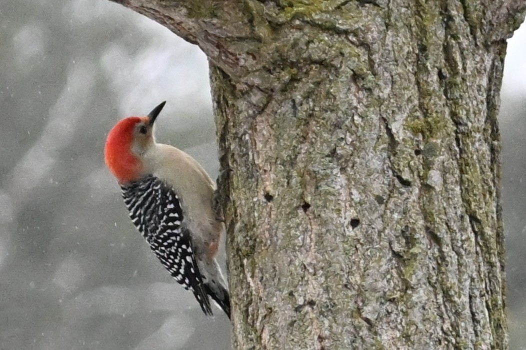 Гіла каролінська - ML646139511