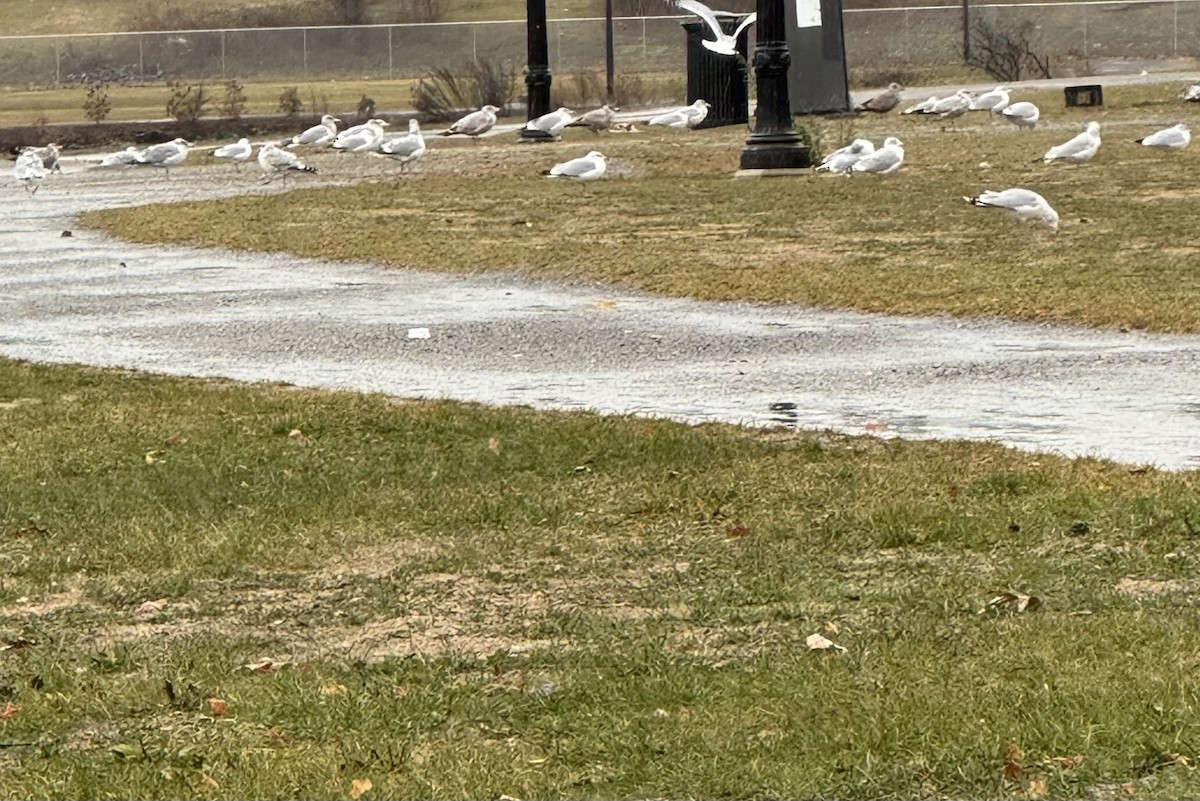 Мартин делаверський - ML646139513