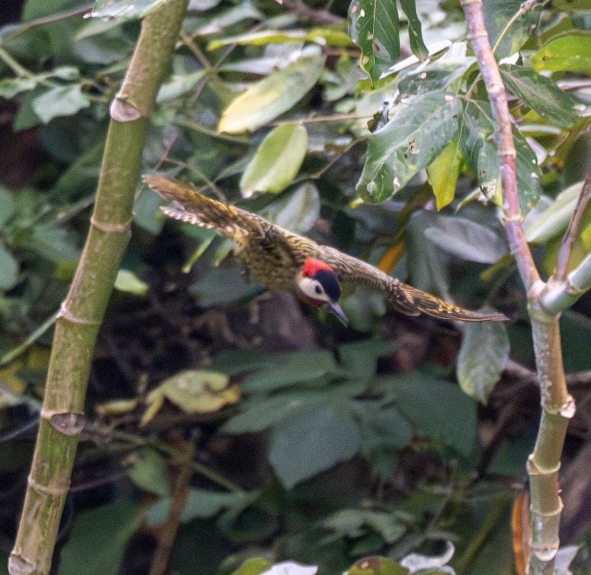 Декол плямистоволий - ML646139517