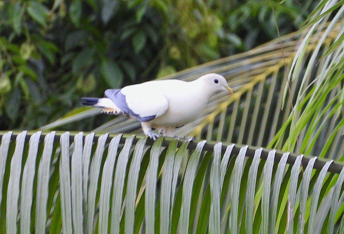 holub pobřežní - ML646139523