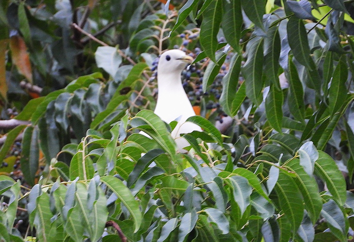 holub pobřežní - ML646139524