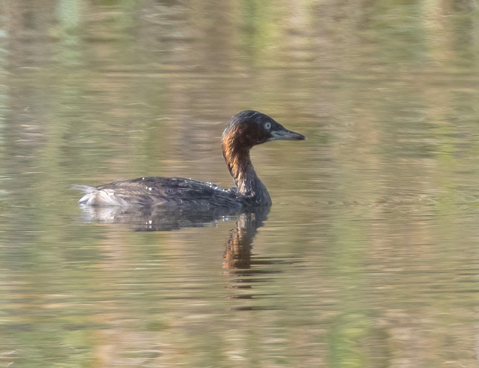 potápka malá - ML646139543