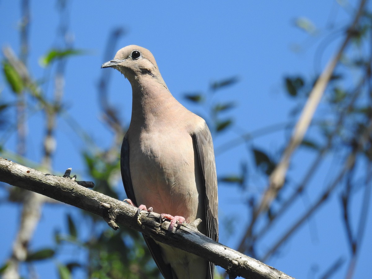 Eared Dove - ML646139549