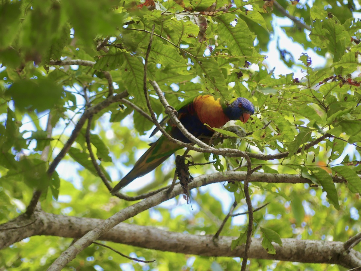 Rainbow Lorikeet - ML646139557