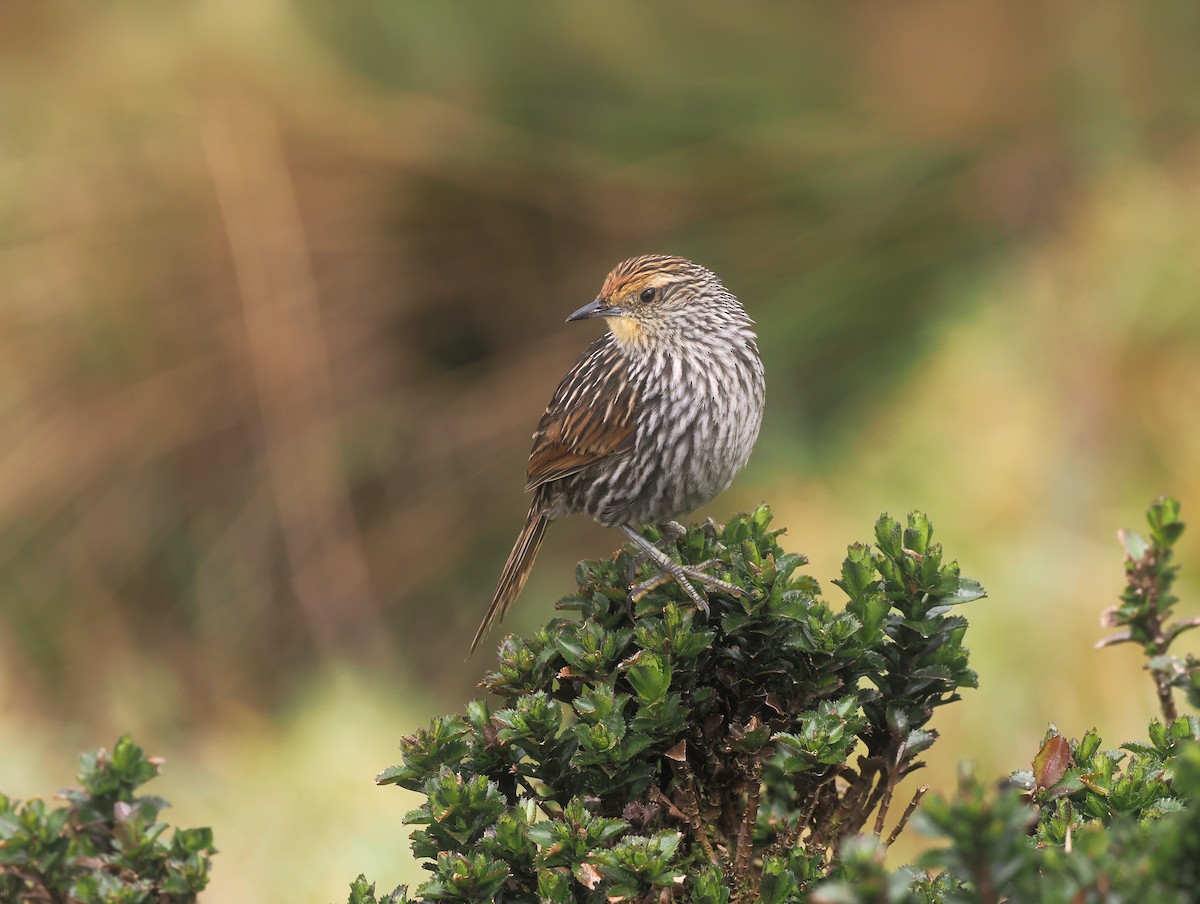 Many-striped Canastero - ML646139566