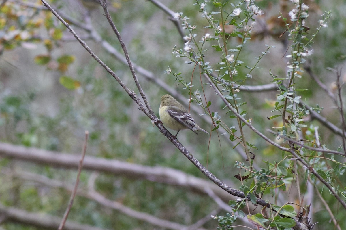 Ruby-crowned Kinglet - ML646139567