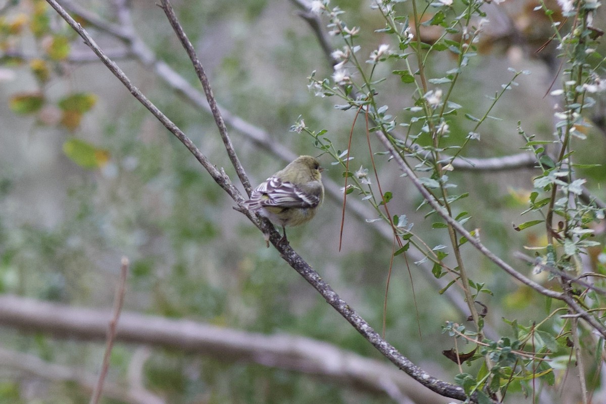 Ruby-crowned Kinglet - ML646139568
