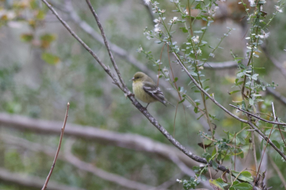 Ruby-crowned Kinglet - ML646139569