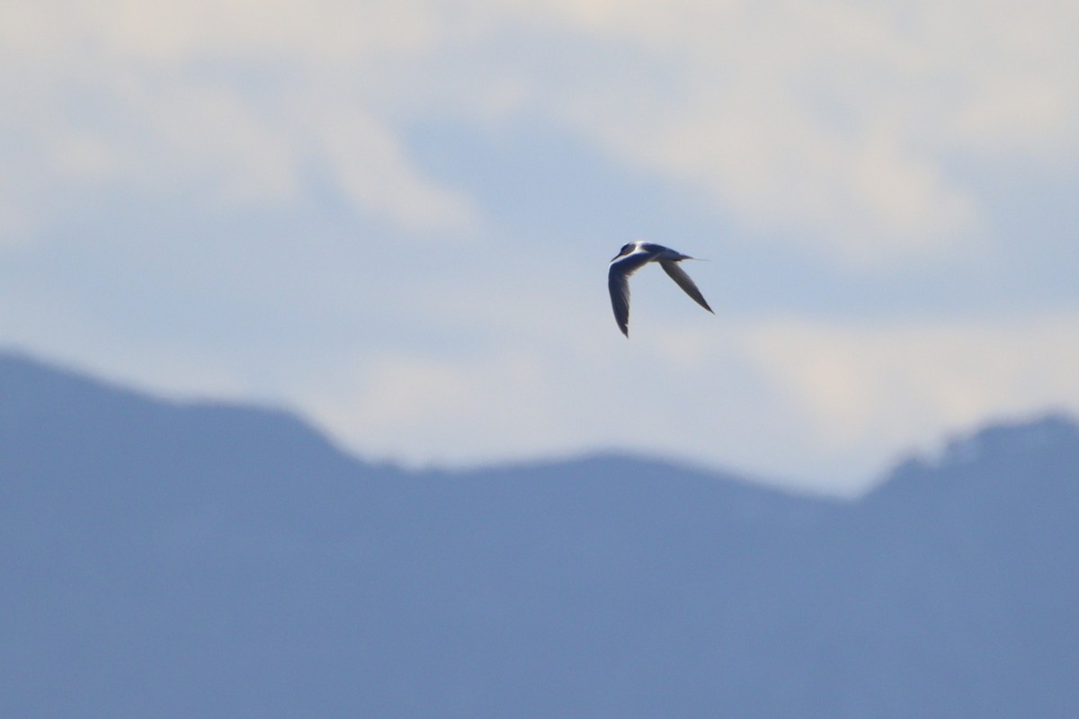 rybák severní - ML646139570