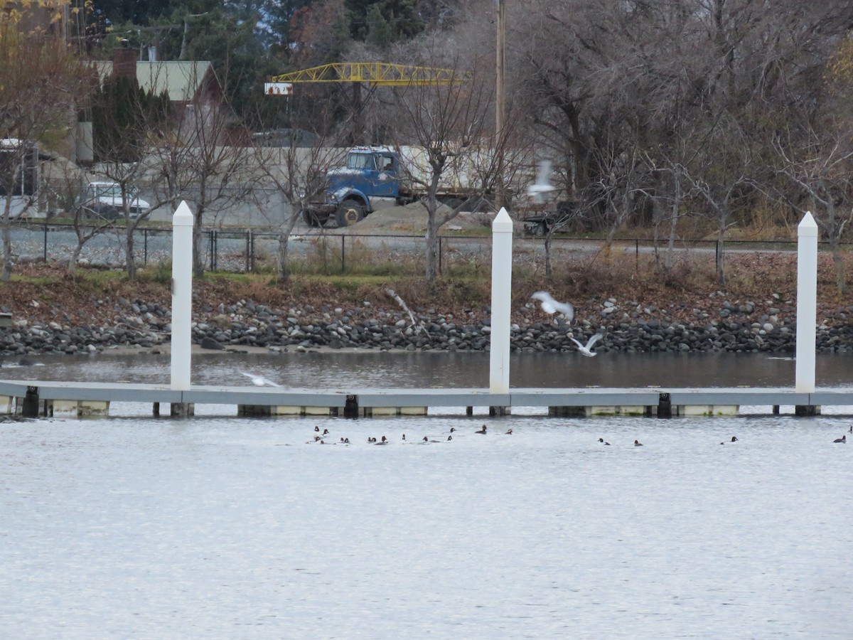 鵲鴨 - ML646139575