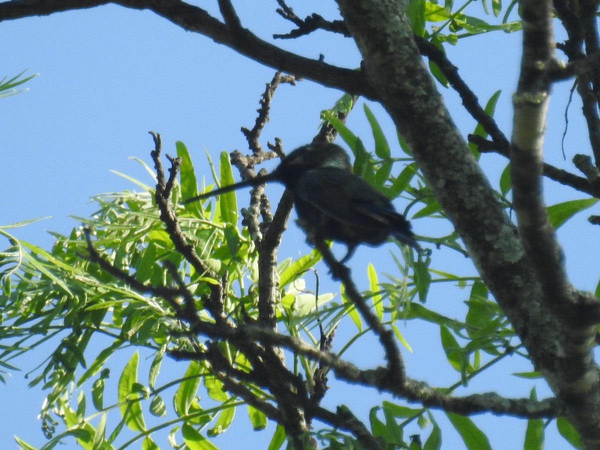 Blue-tufted Starthroat - ML646139576