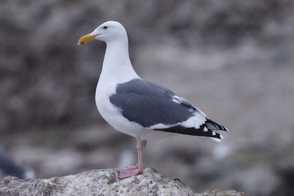 アメリカオオセグロカモメ - ML646139579