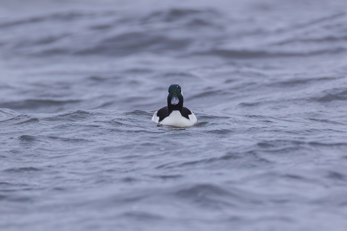 Bufflehead - ML646139581