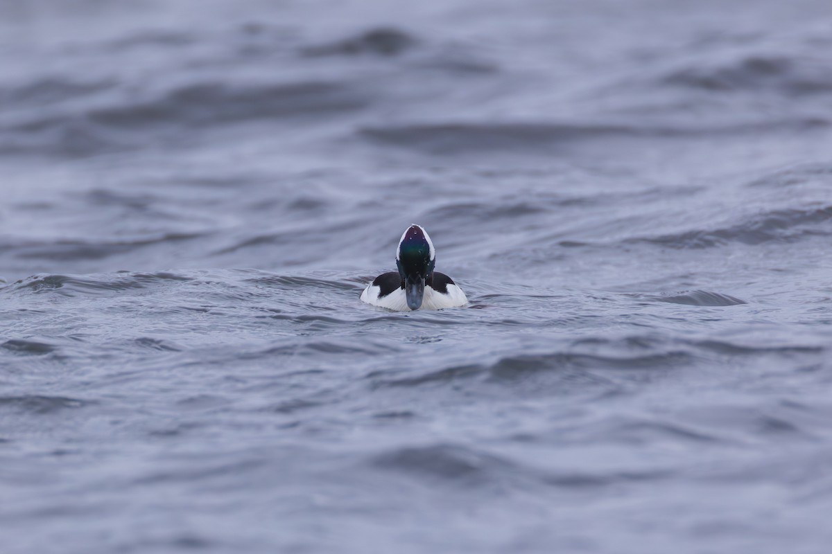 Bufflehead - ML646139582