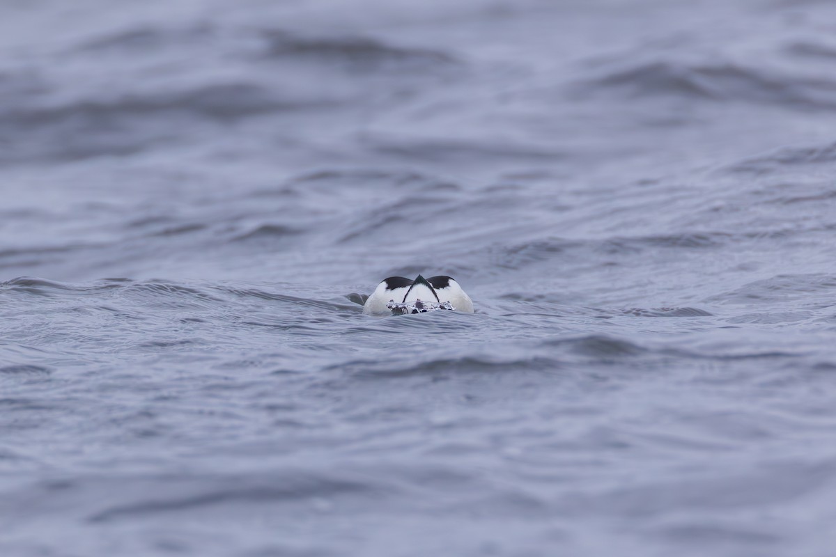 Bufflehead - ML646139583