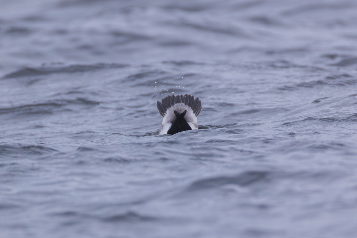 Bufflehead - ML646139584