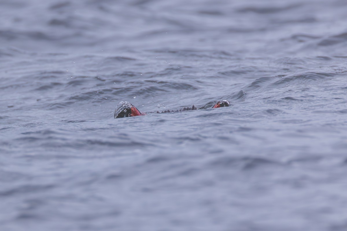 Bufflehead - ML646139585