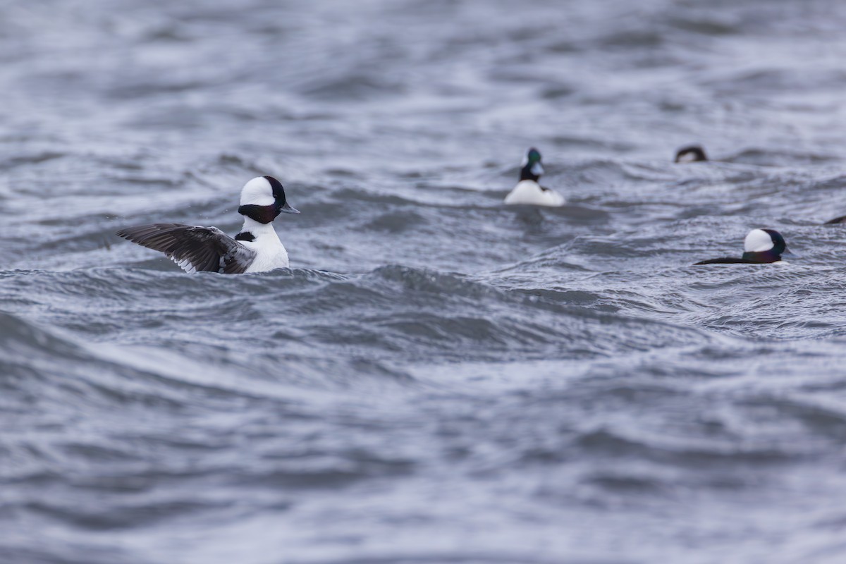 Bufflehead - ML646139586