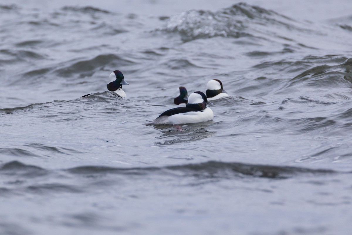 Bufflehead - ML646139587