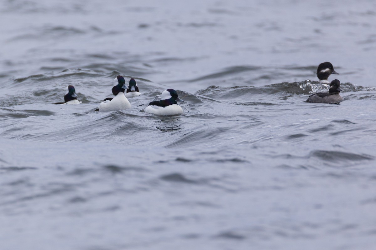 Bufflehead - ML646139588