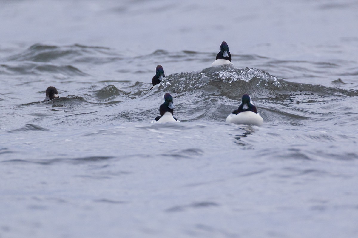Bufflehead - ML646139589