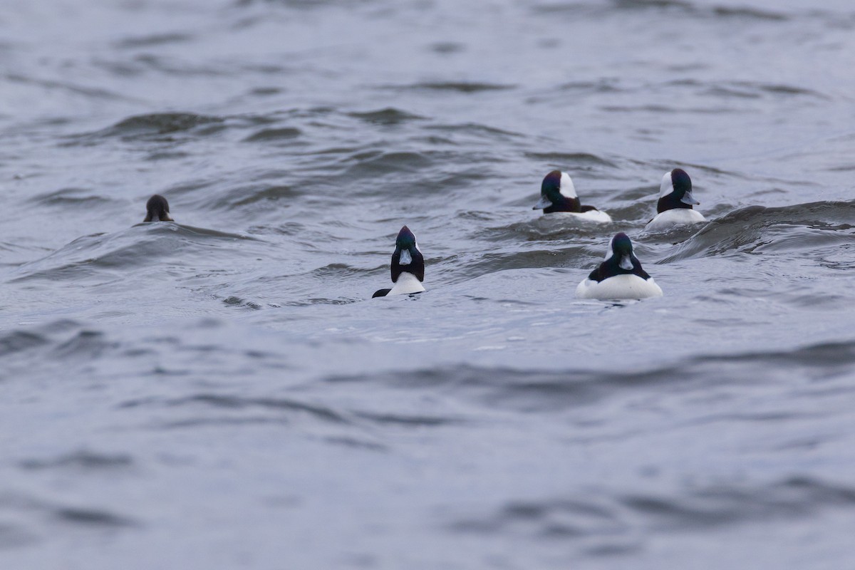 Bufflehead - ML646139591