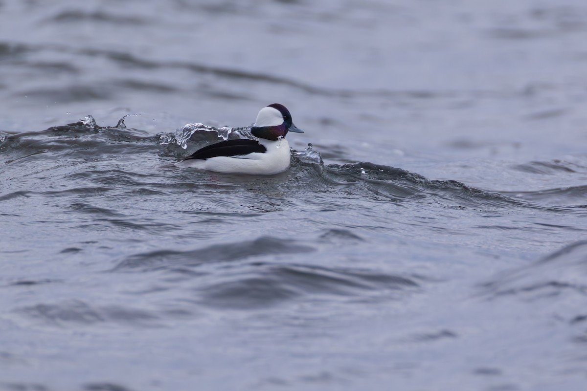 Bufflehead - ML646139592