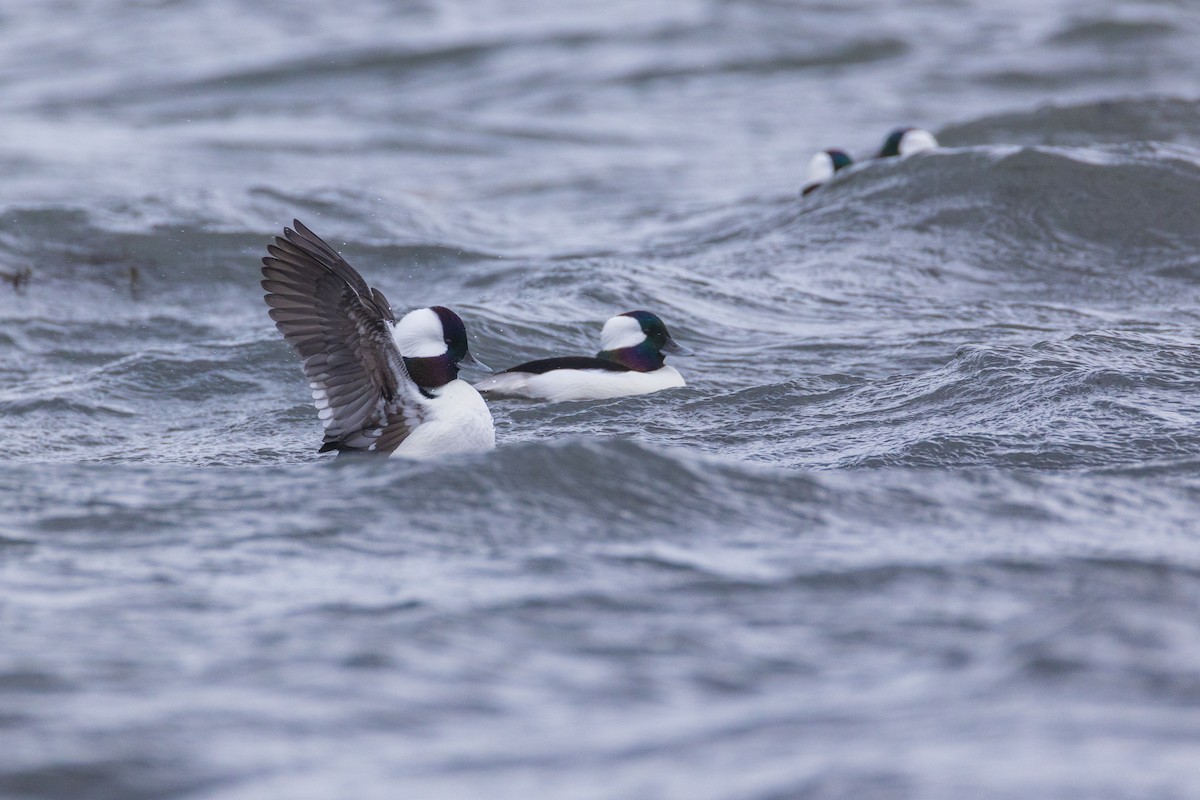 Bufflehead - ML646139593