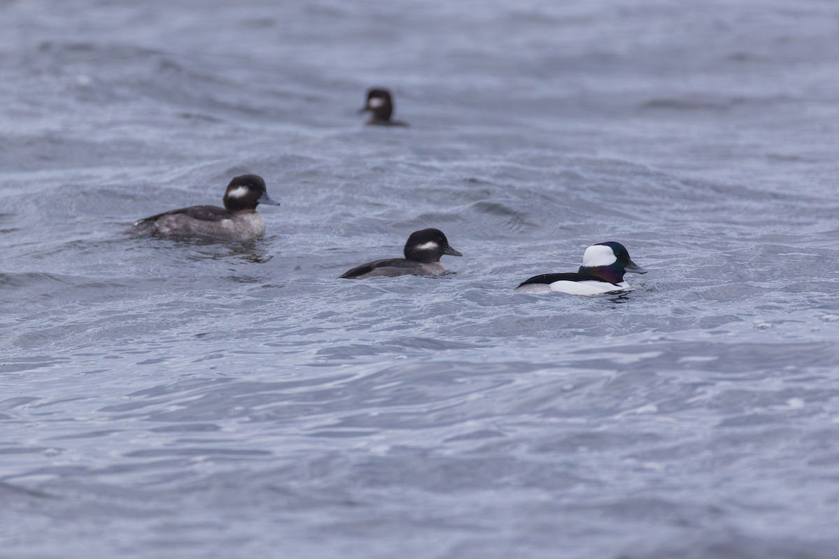 Bufflehead - ML646139594