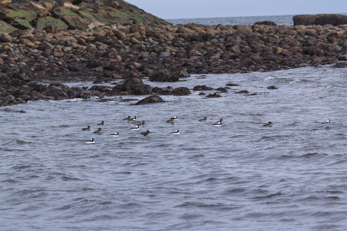 Bufflehead - ML646139595