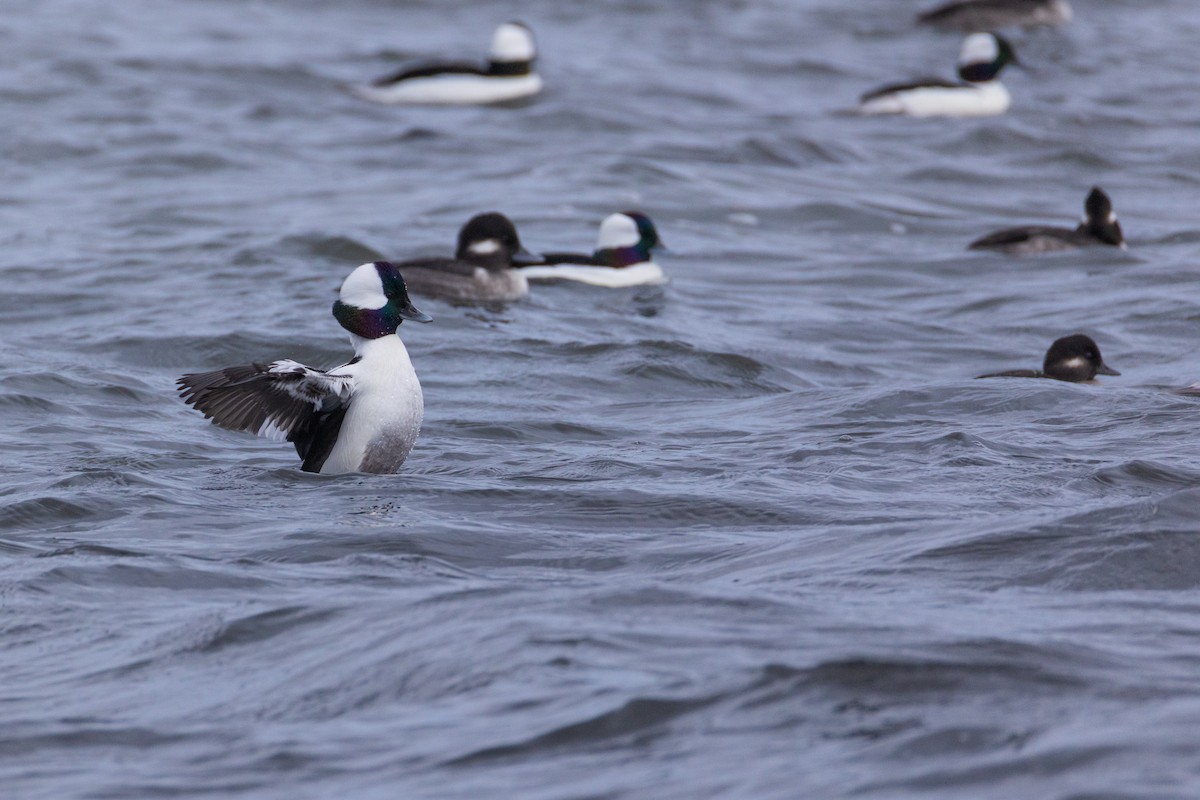 Bufflehead - ML646139596