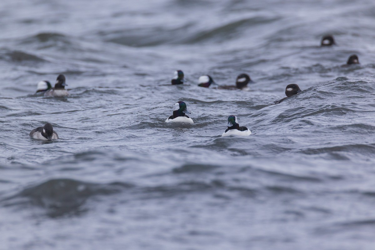Bufflehead - ML646139597