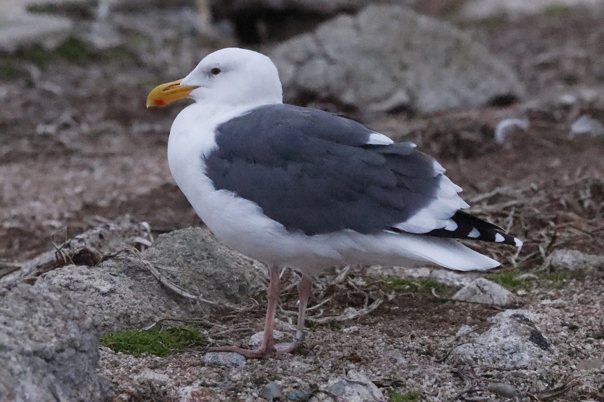 アメリカオオセグロカモメ - ML646139600