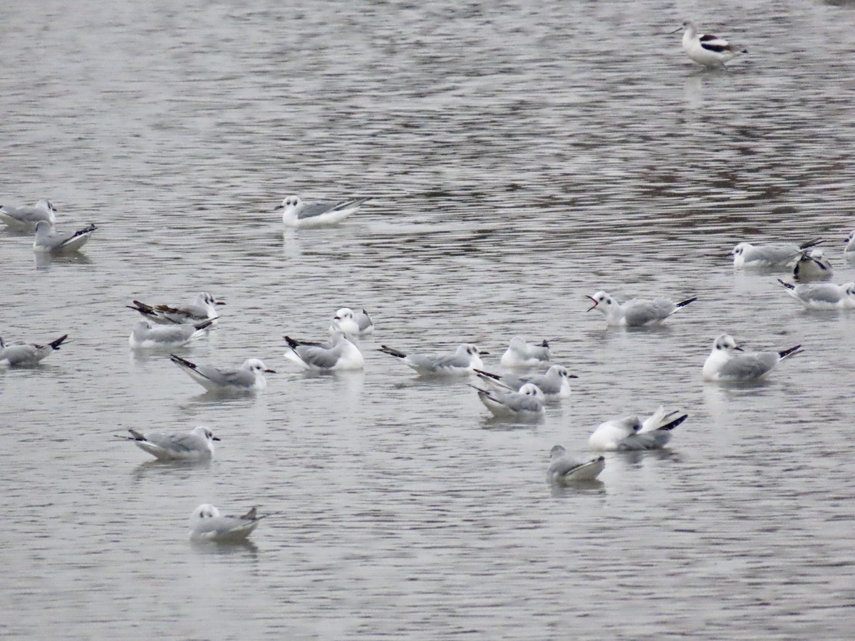 Bonaparte's Gull - ML646139603