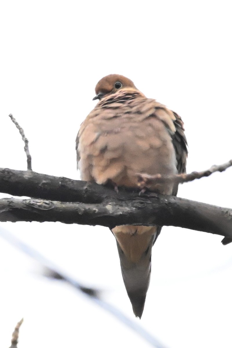Mourning Dove - ML646139608