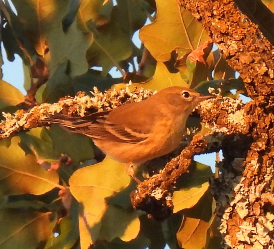 Pine Warbler - ML646139609