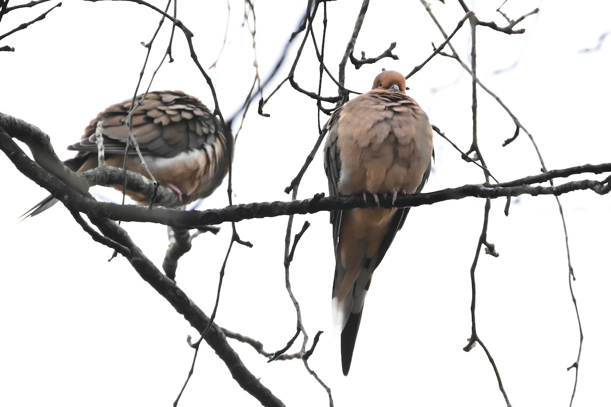 Mourning Dove - ML646139610