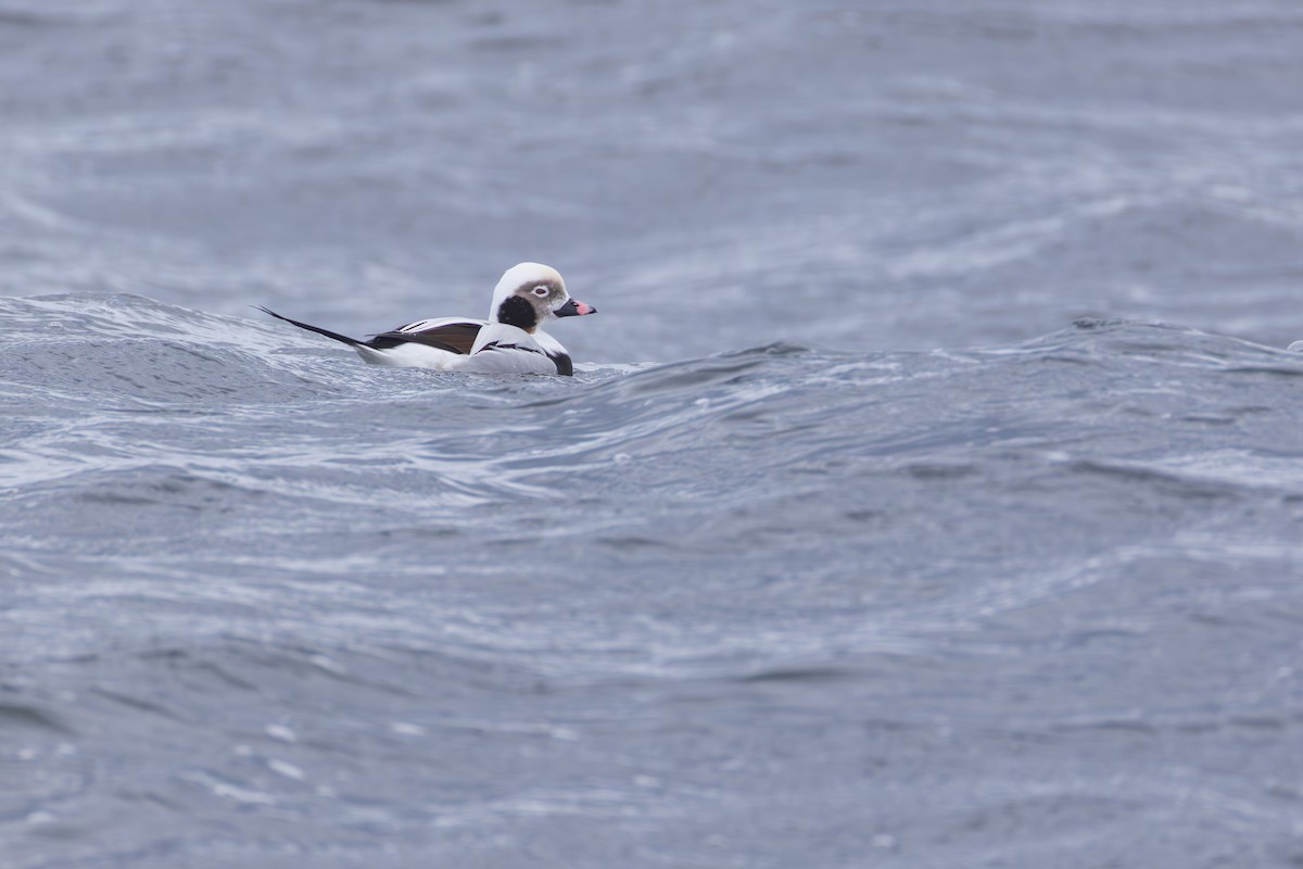 長尾鴨 - ML646139611